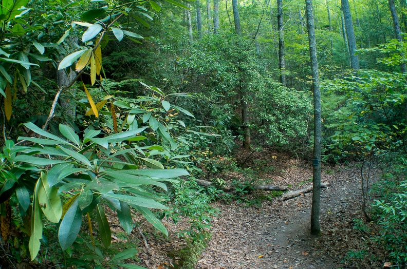 East Rim Sunset Loop trail.jpg